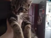 Отдам котят в хорошие руки, фотография 2