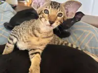 Ориентальные котята, фотография 2