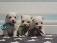 Мальтийской болонки щенки, фотография 1