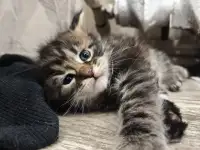 Котята Мейн-кун девочки, фотография 6