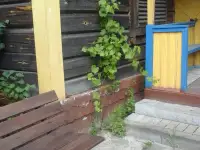 сдаю дачу, д. терюха ,,,,лесная 2а, фотография 2
