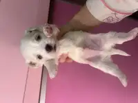 Мальтийская болонка мини, фотография 3