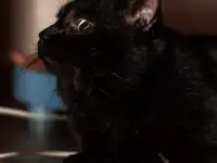 Шикарный котик в добрые руки, фотография 3