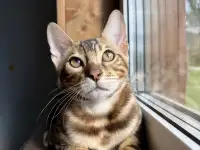 Бенгальский котенок (мальчик), фотография 3
