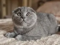 Шотландский котёнок, фотография 2