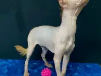 Щенки мексиканская голая Ксоло, фотография 5