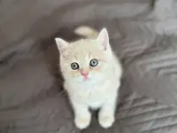 Шотландские котята, фотография 6