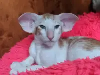Ориентальные котята, фотография 2