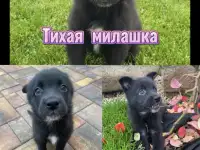 Щенки бесплатно, фотография 4