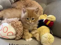 Котята, фотография 4