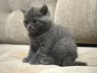 Британская короткошерстная девочка., фотография 3
