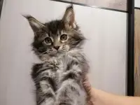 Продам котят породы мей-кун