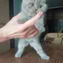 Продам британского котенка, фотография 4