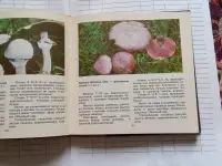 Книга о грибах Макромицеты, фотография 4