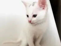 отдам котят, фотография 4