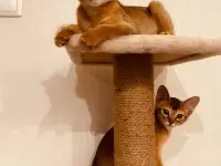 Абиссинские котята, фотография 2