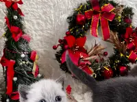 Котята шотландские, фотография 2