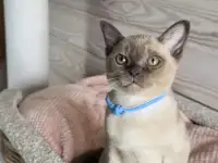Котята Европейской бурмы, фотография 9