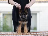 Щенки немецкие овчарки, фотография 2
