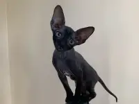 Корниш-рекс котята