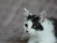 Кругленький котенок, фотография 2