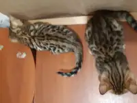 Бенгальские котята, фотография 4