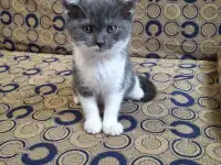 Котёнок, фотография 1