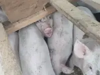 Продам поросят
