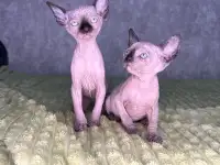 Кошечки канадского сфинкса, фотография 7