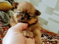 Шпиц щенки