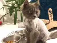 ТИШКА ИЩЕТ ДОМ