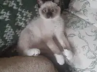 Отдам котят в хорошие руки, фотография 3
