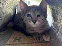 Котенок в дар, фотография 3