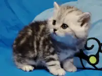 Котята мраморята, фотография 6
