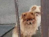 Померанский шприц