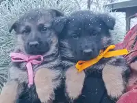 Немецкий овчарки щенки