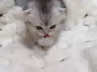 Котята шотландские вислоухие, фотография 5