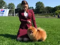Мальчик шпица, фотография 7