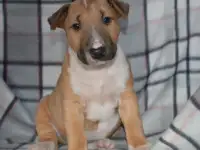 Бультерьера щенки