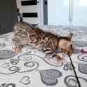 Бенгальский котёнок, фотография 5