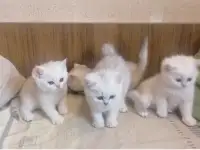 Бриташки очаровашки, фотография 5
