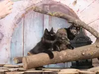 Котята курильского бобтейла, фотография 2