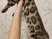 Бенгальский котенок мальчик