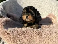 Кавапу девочка мини (Cavapoo), фотография 4