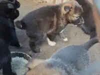 Щенки Лайки, фотография 2