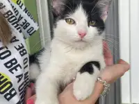Сделайте свой дом теплее с милым котенком! ♥, фотография 3