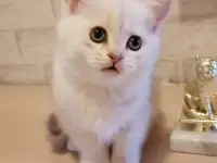 Плюшевые детки, фотография 2