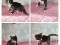 Котята в добрые руки, фотография 3