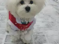 Вязка мальтезе