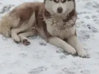 Девочка хаски!, фотография 2
